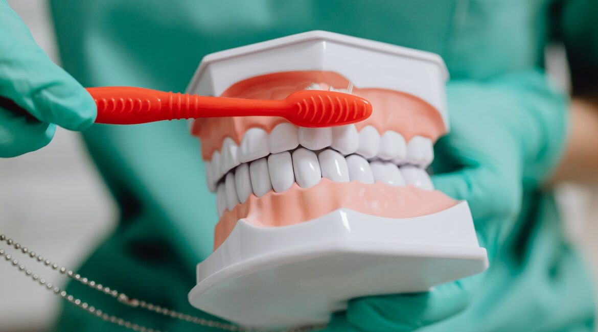 teeth model